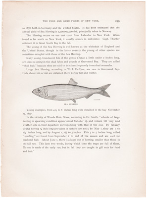 SEA HERRING / SKIPJACK